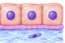 <p>cube cells, to secret or absorbs substances</p>