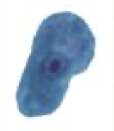 <p>What Amaeba is this?</p>