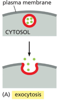 <p>Exocytosis</p>