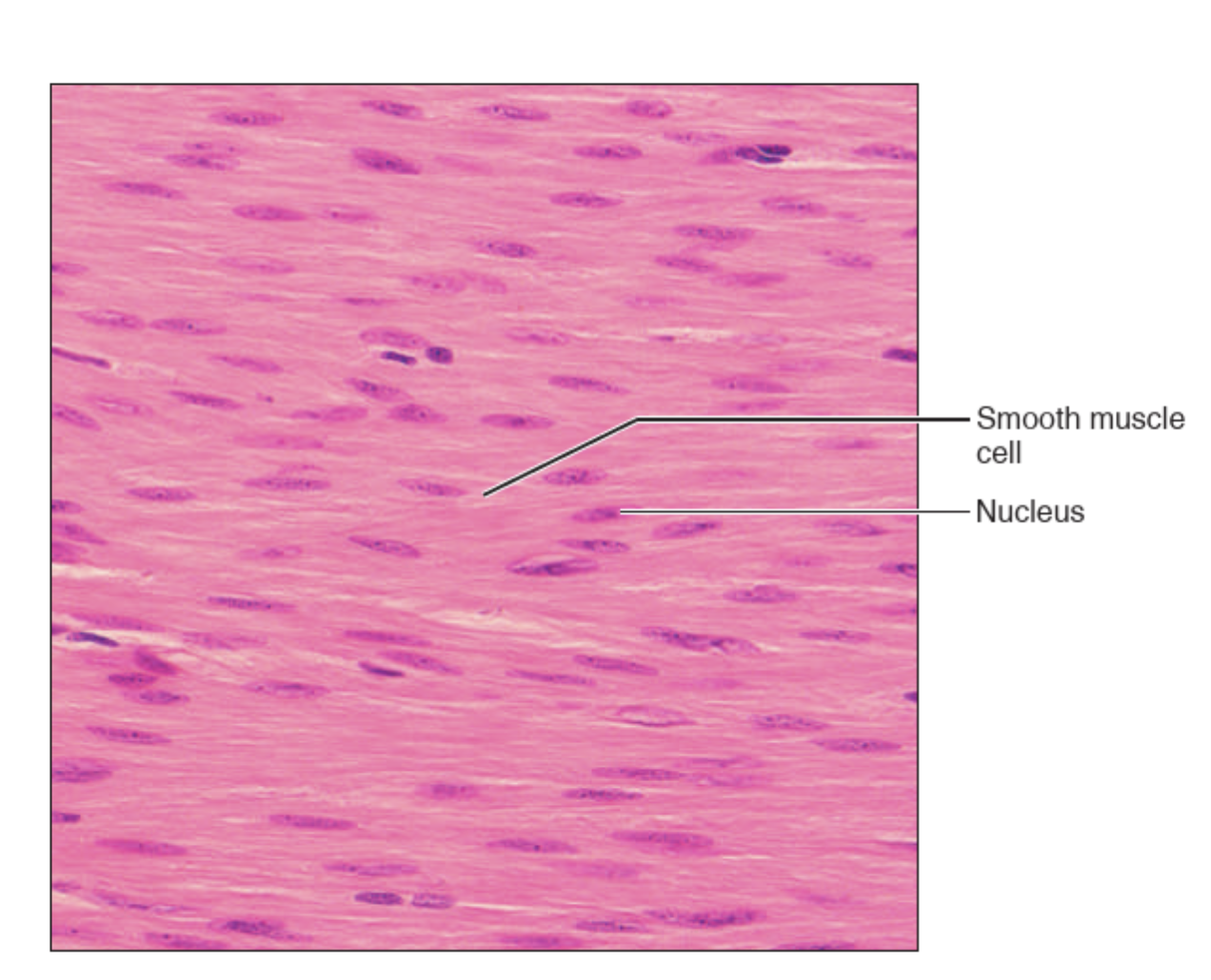 <p>What tissue is this?</p>