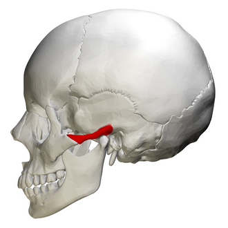 <p>what is the red area</p>