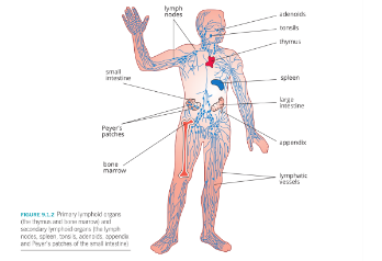 <p>adaptive immune responses begin here when lymphocytes are activated. Tonsils, Adenoids, Appendix, Peyer’s patches of the small intestine and: </p><p>-<span style="font-family: "Times New Roman"; line-height: normal; font-size: 7pt;"> </span><strong>The lymph vessels (the roads that transport this lymph fluid): </strong>Travel in one direction (to the heart), contain liquid called lymph which drains from nearby tissues. Consists of plasma, white blood cells, memory T and B cells and antigens. Connect to lymphatic tissues and organs. transport antigens and immune cells from tissues to lymph nodes.<strong> The lymph vessels: </strong>Travel in one direction (to the heart), contain liquid called lymph which drains from nearby tissues. Consists of plasma, white blood cells, memory T and B cells and antigens.<strong> </strong>Connect to lymphatic tissues and organs.<span style="font-family: "Times New Roman"; line-height: normal; font-size: 7pt;"> </span><span style="font-family: "Helvetica Neue";"> </span></p><p>-<span style="font-family: "Times New Roman"; line-height: normal; font-size: 7pt;"> </span><strong>Lymph nodes (t</strong><span style="background-color: white; font-family: "Helvetica Neue";">he service stations along those roads where immune cells gather, talk, and plan attacks against invaders): </span><strong>s: </strong>Located at regular intervals along the lymphatic system.<strong> </strong>Lymph is filtered on its way back to the bloodstream (foreign particles, cellular waste, toxins and pathogens are removed). Some dendritic cells and macrophages are stationed in the lymph nodes where they phagocytose pathogens and present the non-self antigens to T cells. Other APCs from the body cells migrate to the lymph nodes to do the same.<span style="background-color: white; font-family: "Helvetica Neue";">Immune Checkpoints: small, bean-shaped structures located along lymphatic vessels</span><span style="font-family: "Helvetica Neue";">. </span><span style="background-color: white; font-family: "Helvetica Neue";">Found throughout the body</span><span style="font-family: "Helvetica Neue";"> (</span><span style="background-color: white; font-family: "Helvetica Neue";">Primarily in neck, armpits, chest, abdomen and groin.). They act as filtering hubs where immune cells can meet with antigens</span>. <span style="background-color: white;">Dendritic cells </span><span style="background-color: white; font-family: "Helvetica Neue";">(from infected tissues) bring antigens here and present them to T and B lymphocytes. Sites where T and B cells recognise antigens and get activated. </span><span style="font-family: Cambria, serif; line-height: 115%;">as the site of antigen recognition by lymphocytes</span></p><p class="MsoListParagraph">-<span style="font-family: "Times New Roman"; line-height: normal; font-size: 7pt;"> </span><strong>Spleen: </strong>Controls the number of red blood cells in the body by destroying old and defective red blood cells.<strong> </strong>Stores up to a quarter of the body’s lymphocytes.<strong> </strong>One of the sites of B cell maturation.</p>