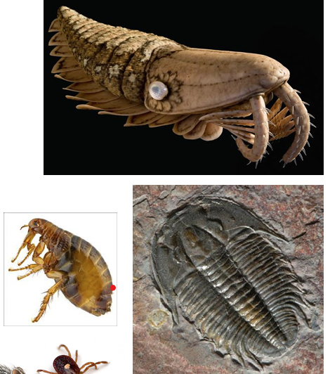 <p>the largest phylum  </p>