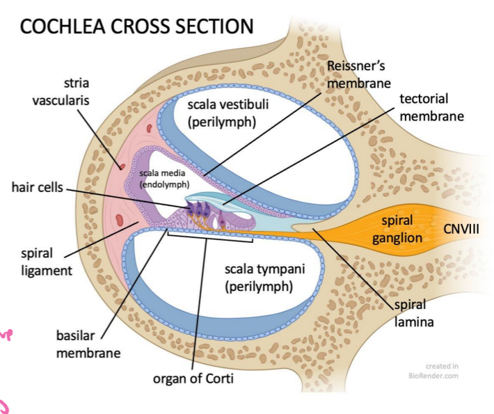 <ul><li><p></p></li><li><p>3 parallel canals</p><ul><li><p>Scala vestibuli</p></li><li><p>Scala media - middle; contains organ of conti</p></li><li><p>Scala tympani </p></li></ul></li></ul><p></p>