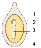 <p><span>The illustration above shows a maturing gymnosperm seed. What does label 3 indicate?</span></p><p></p>