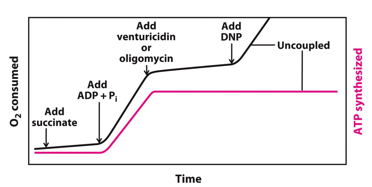 <ul><li><p>O2 consumed → reduction of O2 to H2O (GRAPH UP)</p></li><li><p>At the start both graphs are flat since not much O2 is being consumed and not much ATP is being synthesized</p></li><li><p>Then they added succinate → this oxidizes to fumarate, during this reaction FAD is reduced to FADH2, FADH2 then passes its electrons to the reaction</p></li><li><p>Now the O2 consumed (reduced) and ATP synthesis is steadily increasing - means electrons are being transported now</p></li><li><p>Add CN- (cyanide) </p><ul><li><p>This inhibits complex IV, this means the electrons are not transported to oxygen, ATP synthesis is also come to a halt (plateau)</p></li></ul></li><li><p>THIS SHOWS US that if the ETC is inhibited, ATP synthase is also inhibited and thus these processes are COUPLED </p></li></ul><p></p><div data-type="horizontalRule"><hr></div><ul><li><p>Succinate added, adds electrons, but the graphs shows that O2 is not reduced as much and ATP is not synthesized as much (naturally as there is no substrate) </p></li><li><p>Thus now add the substrates ADP and Pi, now with BOTH the substrates and electrons, more O2 is consumed and as a result more ATP is synthesized</p></li><li><p>Now add Venturicidin or oligomycin to inhibit ATP synthesis → now we see ATP synthesis comes to a halt as a result the ETC also comes to a halt</p></li><li><p>THIS SHOWS US that if the ATP synthase is inhibited, the ETC is also inhibited and thus these processes are COUPLED, INTACT mitochondria </p></li></ul><p></p><ul><li><p>Now uncouple the process by adding DNP (an uncoupler), then we see ATP synthesis continue to be inhibited, but ETC can continue to take place (not having to occur at the same time)</p></li></ul><p></p>