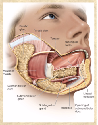 <p>moisten mouth</p><p>– begin starch &amp; fat digestion</p><p>– cleanse teeth</p><p>– inhibit bacterial growth</p><p>– dissolve molecules for taste</p><p>buds</p><p>– moistens food, binds into</p><p>bolus for swallowing</p>