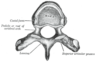 <p>What opening of Vertebral Column?</p>
