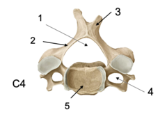<p>Identify the bone marking at #3</p>