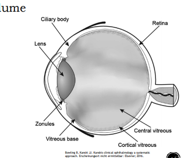 <ul><li><p>Cortical vitreous</p><ul><li><p>Peripheral shell of vitreous</p></li><li><p>Densely packed collagen fibrils</p></li><li><p>Thicker anterior > posterior</p></li></ul></li><li><p>Central vitreous</p><ul><li><p>Loosely packed collagen fibrils</p></li></ul></li></ul><p></p>