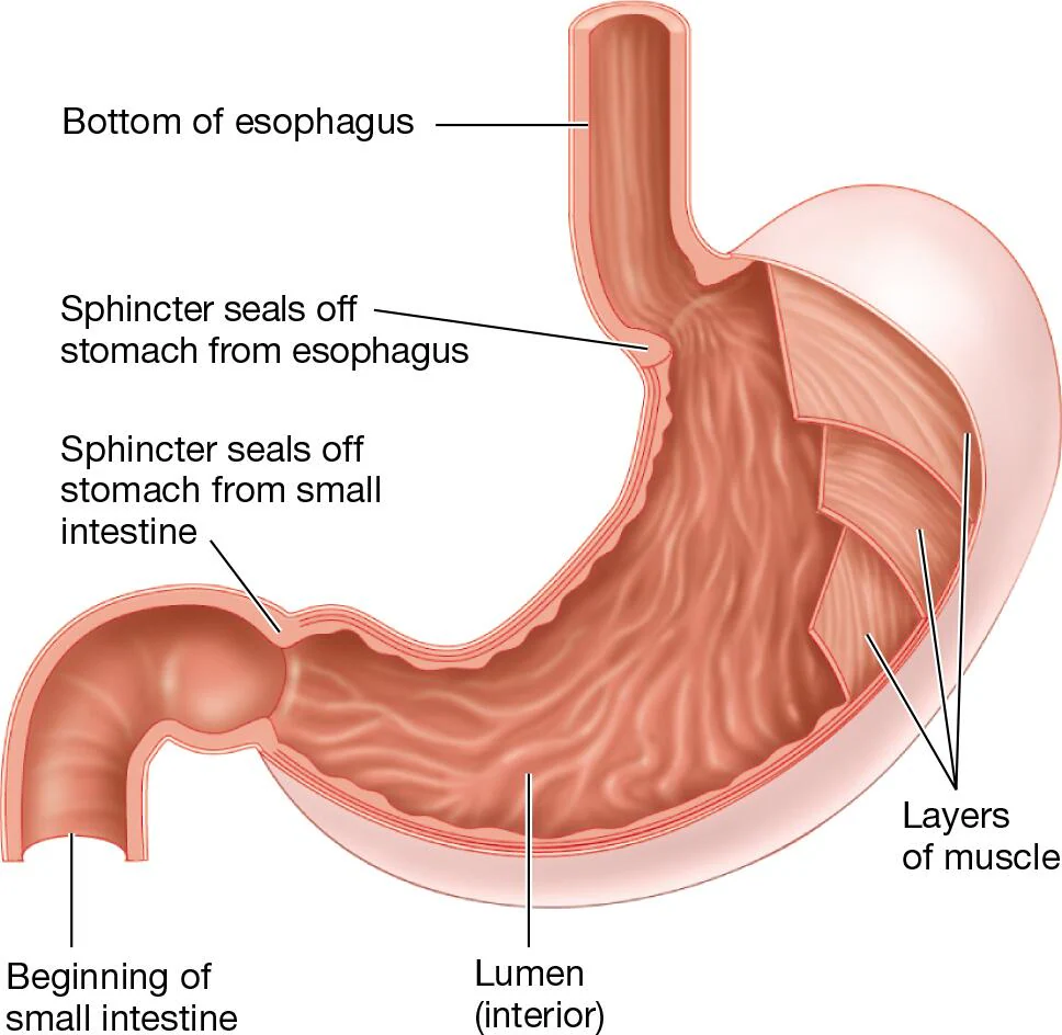 <p>tough, muscular pouch in the digestive tract, bracketed on both the superior and inferior ends by ringlike muscles (sphincters)</p><p>stores food and processes it into a liquid suspension</p><p>secretes gastric juice</p><ul><li><p>mixture of ingested food and gastric juice is called chyme</p></li></ul><p></p>