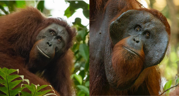 <p>A phenomenon in orangutans where males exhibit two distinct forms of maturity: flanged and unflanged, influencing their mating strategies.</p>