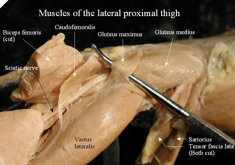 <p>Larger and more cranial glute muscle</p>