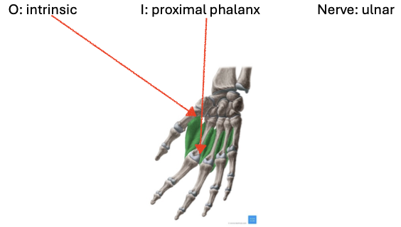 <p>ulnar</p>