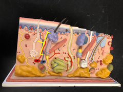 <p>everything below the sebaceous gland</p>