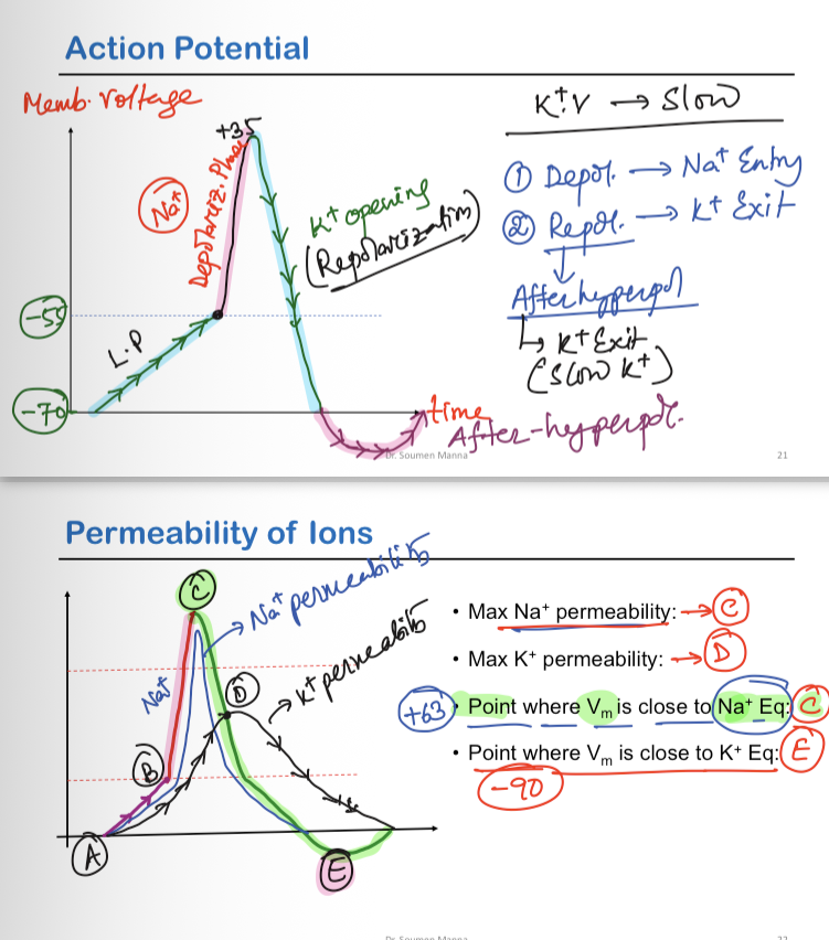 <p><strong>1. Phases &amp; Ion Movement</strong></p><ol><li><p><strong>Local Potential:</strong> Small initial Na+ entry up to -55 mV threshold.</p></li><li><p><strong>Depolarization Phase:</strong> Opening of fast Na+ channels → massive Na+ entry driving potential to +35 mV.</p></li><li><p><strong>Repolarization Phase:</strong> Na+ channels close; voltage-gated K+ channels open slowly → <strong>K+ exit</strong>.</p></li><li><p><strong>After Hyperpolarization:</strong> Slow closing of K+ channels allows continued <strong>K+ exit</strong>, dipping below RMP.</p></li></ol><p>&nbsp;</p><p><strong>2. Key Points on Permeability Curve (Slide 22)</strong></p><ul><li><p><strong>Point A:</strong> Resting potential (-70 mV}).</p></li><li><p><strong>Point B:</strong> Firing threshold (-55 mV}).</p></li><li><p><strong>Point C (Peak overshoot):</strong> Maximum <strong>Na+ permeability</strong>; membrane potential Vm is closest to E{Na+} (+63 mV}).</p></li><li><p><strong>Point D:</strong> Maximum <strong>K+ permeability</strong> during repolarization.</p></li><li><p><strong>Point E:</strong> Maximum hyperpolarization; membrane potential V_m is closest to E{K+} (-90 mV}).</p></li></ul><p></p>