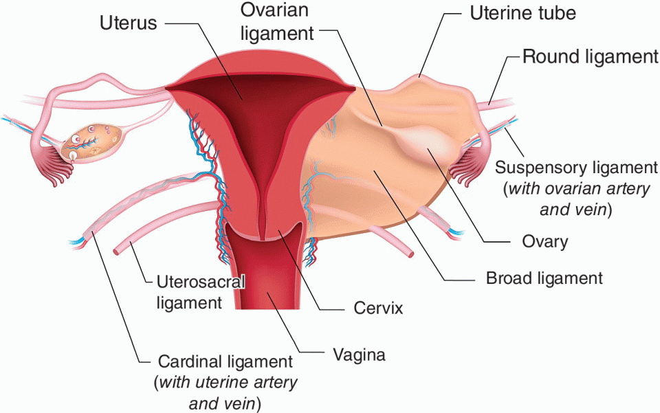 <p>Round ligament is located POSTERIOR to the broad ligament. Ovary and round ligament are located behind broad ligament</p>