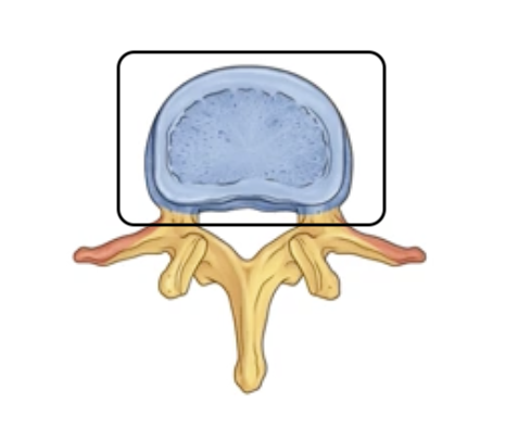 <p><span>front portion that bears the weight</span></p>