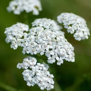 <p>Achillea millefolium&nbsp;</p><p class="has-focus"></p><p class="has-focus">Yarrow</p><p>A spreading native wildflower with narrow, aromatic, very finely divided leaves and flat heads of small, white, cream or pink flowers in summer</p>