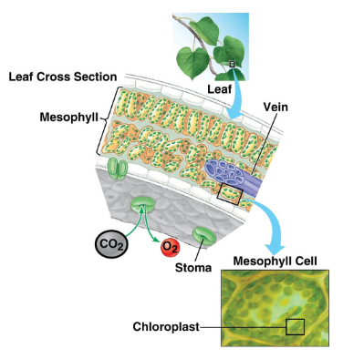 <ul><li><p>Chloroplasts are concentrated in mesophyll cells. Each mesophyll cell has 30-40 chloroplast</p></li><li><p>Also contains <strong>stomata </strong>and <strong>veins</strong></p></li></ul><p></p>