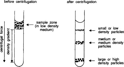 <p>a) layer of heavy DNA at the bottom (one DNA strand)</p><p>b) layer of intermediate DNA (two DNA strands) </p><p>c) layer if light DNA closests to the top (multiple DNA strands) </p>