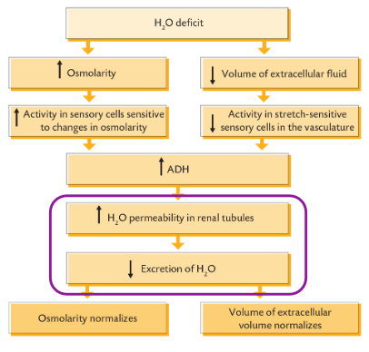 <p> Stabilising the volume of the extracellular fluid.</p><p>• Either through direct reabsorption in the permeable regions of the tubule or via the insertion of aquaporin channel.</p><p>• Counter-current mechanisms in nephron helps preservation of water and the formation of concentrated urine</p>