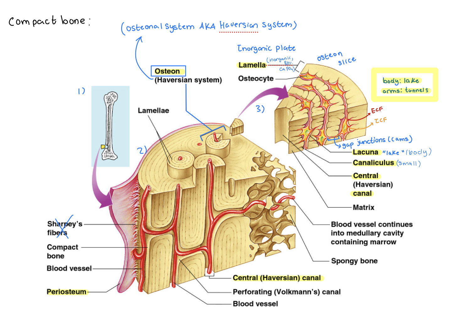 <p>Label (mainly osteon)</p>