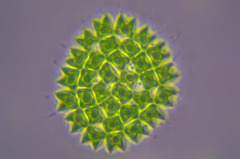 <p>Domain: Eukarya</p><p>Phylum: Chlorophyta (Green algae)</p><p>Kingdom: Protista</p><p>Class: Chlorophyceae</p><p>Genus: /Pediastrum/</p><p>Form: Colonial</p><p>Life Cycle: Zygotic</p><p>Structures: </p><p> - Spiney, tooth-shaped</p>