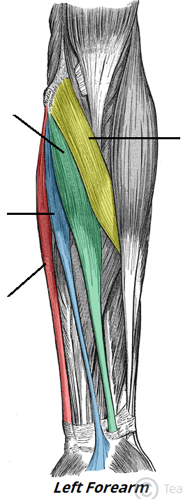 <p>ID muscle and innervation (green)</p>