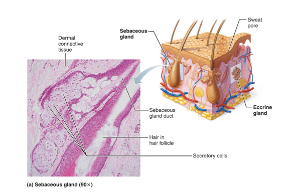 <p>location: across body, develop from hair follicles</p><p>Function: producing and secreting sebum which protects from protects your skin from: friction, Moisture loss or brittle hair, Infections caused by bacteria or fungi</p><p>Secretion: Secrete sebum</p><ul><li><p>Oily secretion</p></li><li><p>Bactericidal (bacteria-killing) properties</p></li><li><p>Softens hair and skin</p></li></ul><p></p>