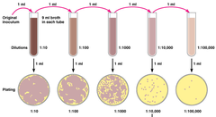 <p>Multi-step sequence of single dilutions</p><p>1.0 mL into 9.0 mL broth, repeated → 1:10, 1:100, 1:1000 ..., then plate each dilution</p><p>Ex: 50 colonies from 0.1 mL of the 1:10,000 dilution → 50 × 10 × 10,000 = 5,000,000 CFU/mL</p>
