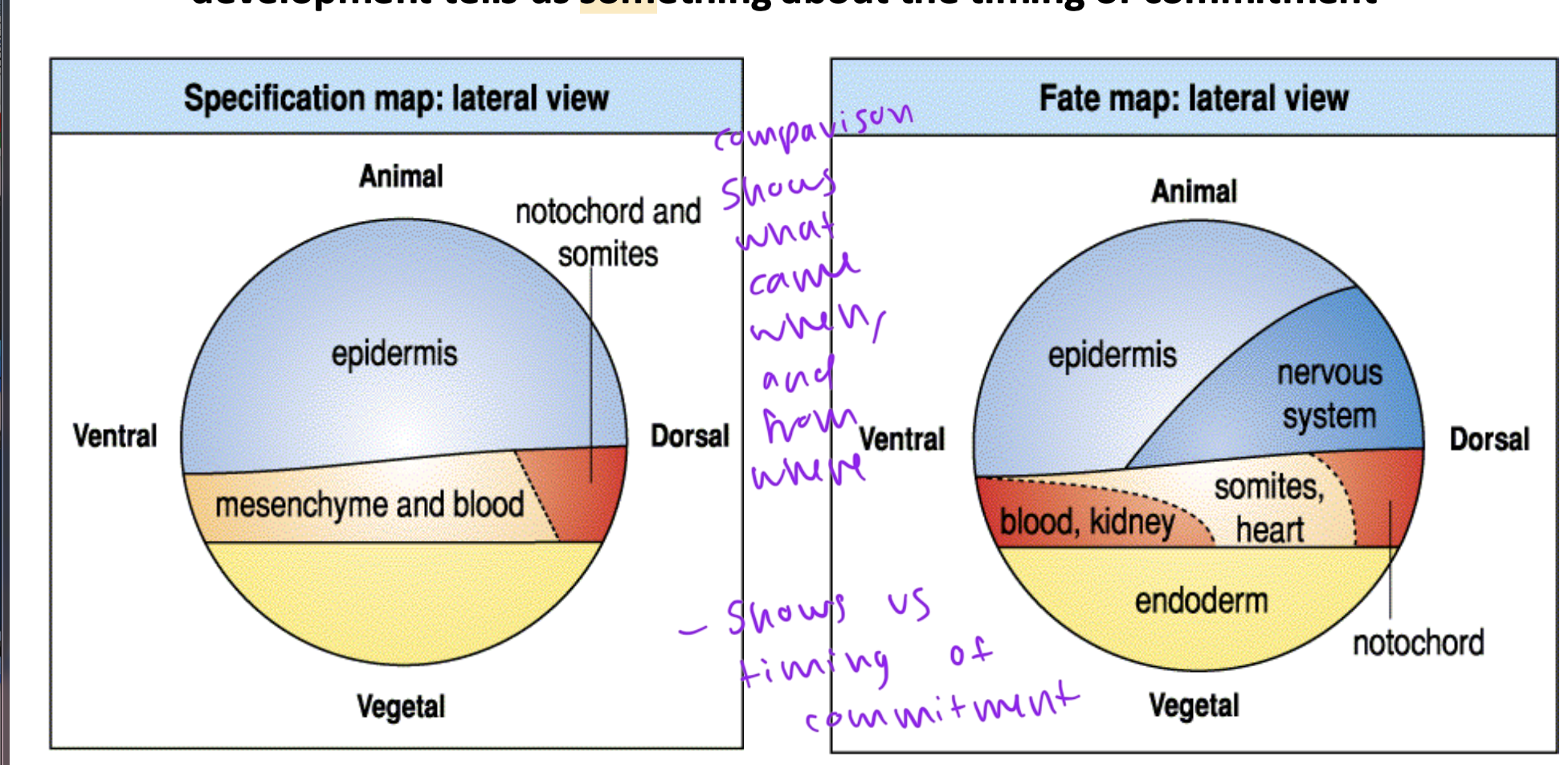 <ul><li><p>use specification map to see that state of differentiation at a given pt in time</p></li><li><p>then compare to fate map to see where certain things specified into a certain cell type</p></li><li><p>by comparing the 2, you can see what came when, and from where</p></li><li><p>so shows us the timing of commitment</p></li></ul><p></p>