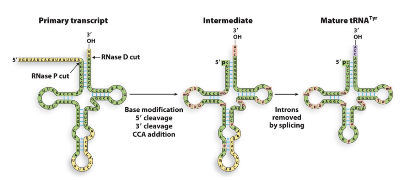 <p>tRNA processing </p>