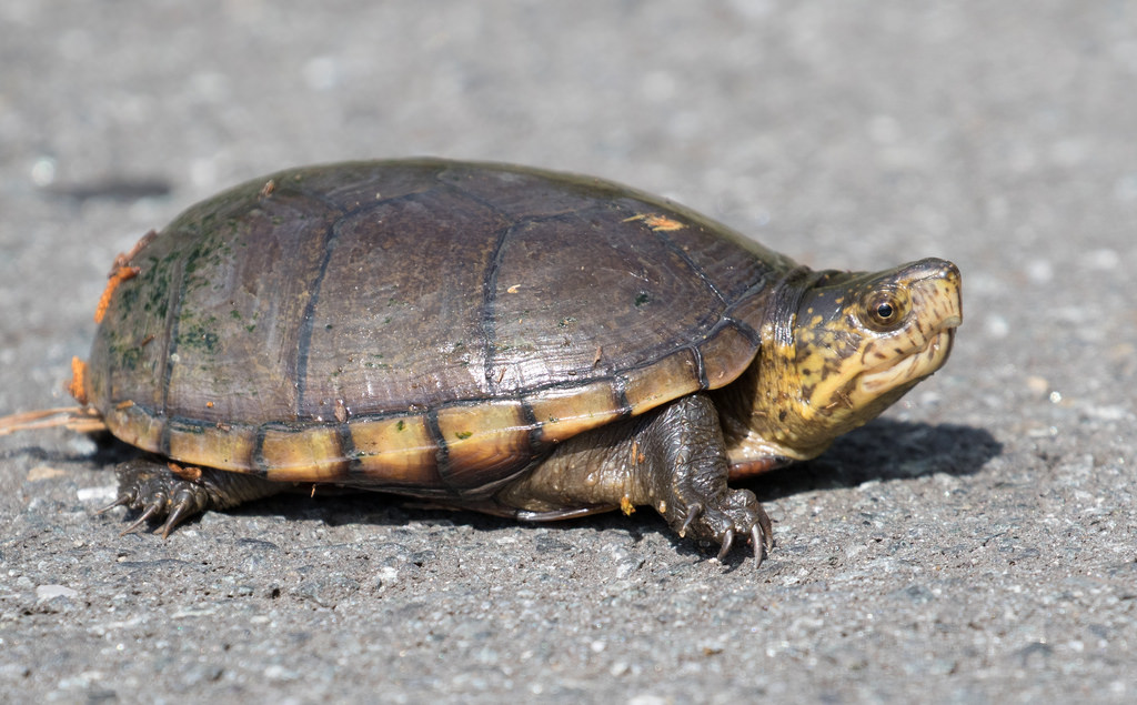 <p>Eastern Mud Turtle </p>