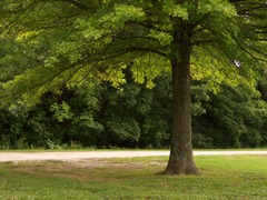 <p>(adj) /ˈʃeɪ.di/ - râm mát, có bóng râm. Ex: A shady corner of the garden. (Một góc râm mát trong vườn.)</p>