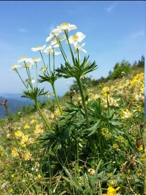 <p>This plant is an alpine, herbaceous perennial in the buttercup family (Ranunculaceae). It forms compact, soft-hairy, clump-forming mounds that typically reach between 7 cm and 60 cm in height. Blooms in clusters.</p>