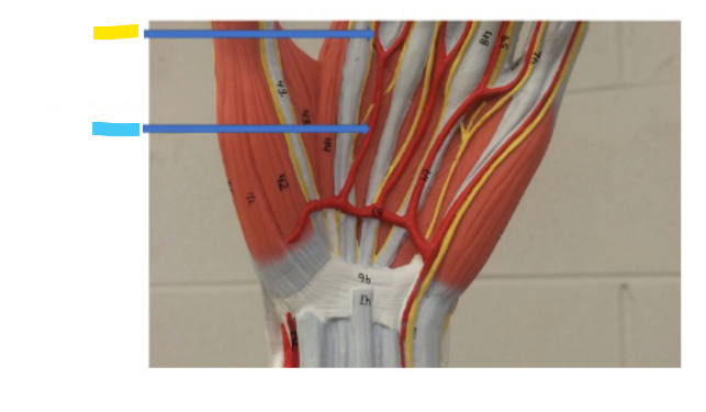 <p>What is the yellow arrow?</p>