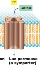 <p>membrane protein that transports lactose into the cell</p>