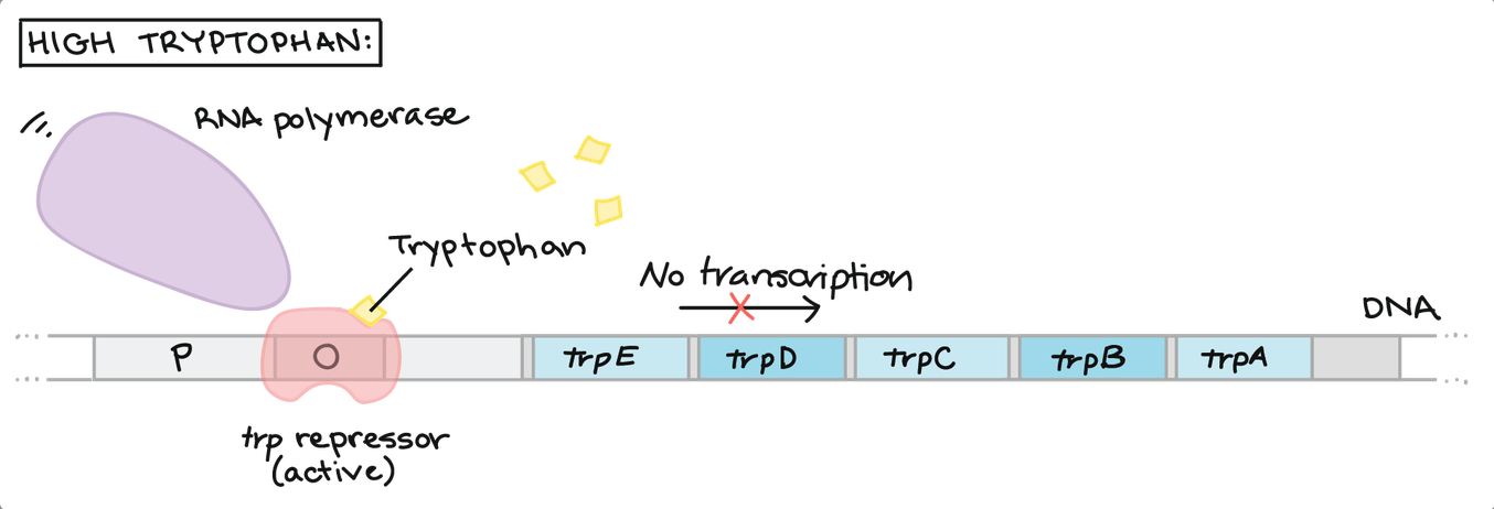 High Tryptophan = trp off