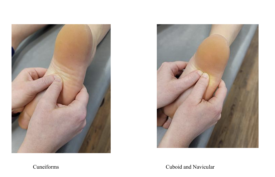 <p></p><p><span style="background-color: transparent;">For tarsal diagnosis, the physician palpates along the <strong>medial edges</strong> of the bones to determine whether they feel dropped or stuck.</span></p><p></p><p><span style="background-color: transparent;">A plantar glide means the tarsal bone has dropped downward toward the sole of the foot.</span></p><p><br><span style="background-color: transparent;">A dorsal glide means the tarsal bone feels stuck upward on the dorsal aspect of the foot.</span></p><p></p><p>If you can’t feel anything while palpating the sole of the foot, it’s a dorsal glide. If you can feel something, it’s a plantar glide</p>