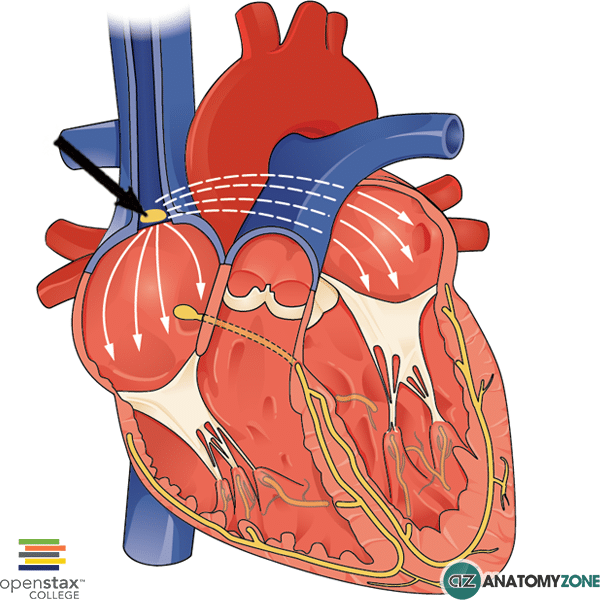 <ul><li><p>Located in Right Atrium</p></li><li><p>Pacemaker of the heart</p></li><li><p>Sends out an electrical impulse</p></li></ul><p></p>