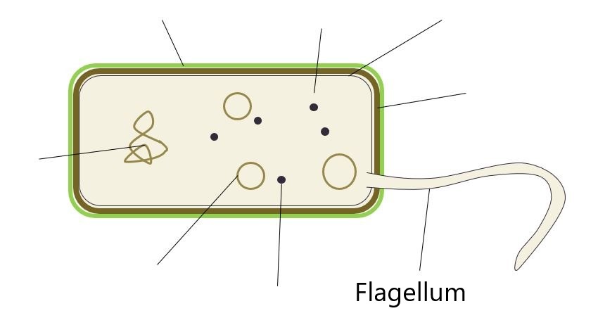 <p>Flagellum</p>