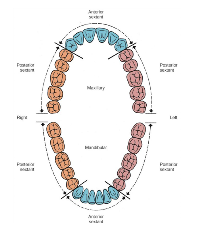 <ul><li><p><span>Maxillary Right Posterior (Teeth 1-5) – S1</span></p></li><li><p><span>Maxillary Anterior (Teeth 6-11) – S2</span></p></li><li><p><span>Maxillary Left Posterior (Teeth 12-16) – S3</span></p></li><li><p><span>Mandibular Left Posterior (Teeth 17-21) – S4</span></p></li><li><p><span>Mandibular Anterior (Teeth 22-27) – S5</span></p></li><li><p><span>Mandibular Right Posterior (Teeth 28-32) – S6</span></p></li></ul><p></p>