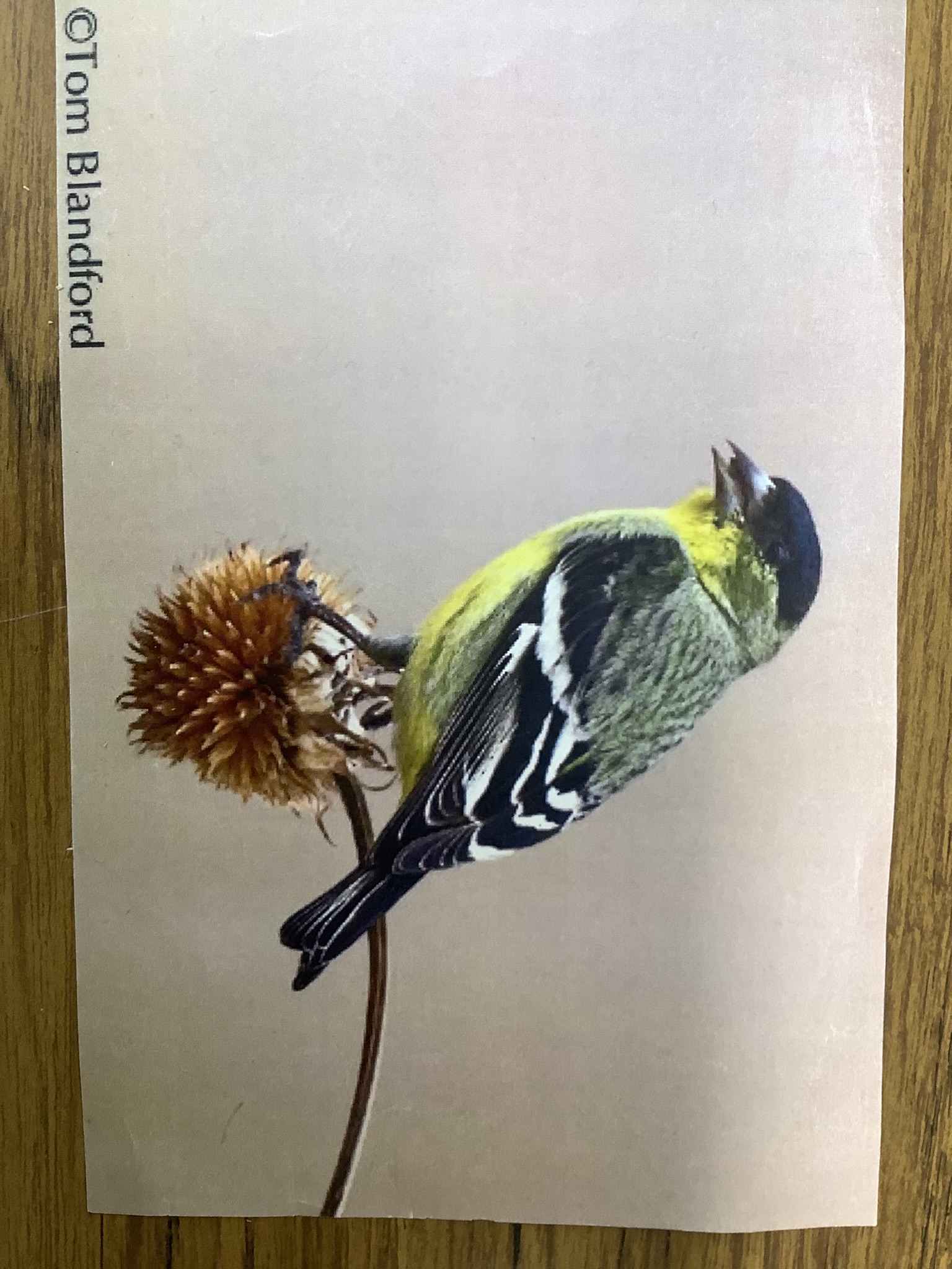 <p>Class Reptillia</p><p>Order Passeriformes</p><p>Lesser Goldfinch </p><p>dark back compared to the American gold finch </p>