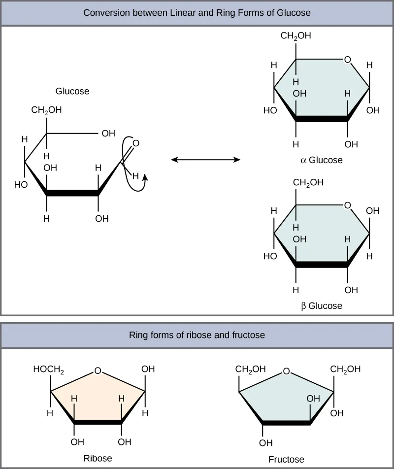 <p>Monosaccharides exist in equilibrium between linear and ring forms</p><ul><li><p>In ring form OH can be in <span>α or β position</span></p></li><li><p><span>In aqueous solutions mostly in ring form</span></p></li><li><p><span>Fructose and ribose also form rings</span></p></li></ul><p></p>