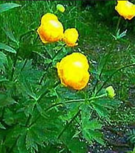 term image