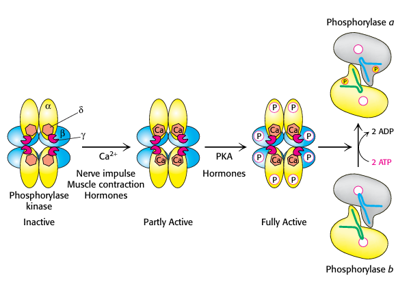 <p>Regulation of Glycogen phosphorylase in both liver and muscle </p>