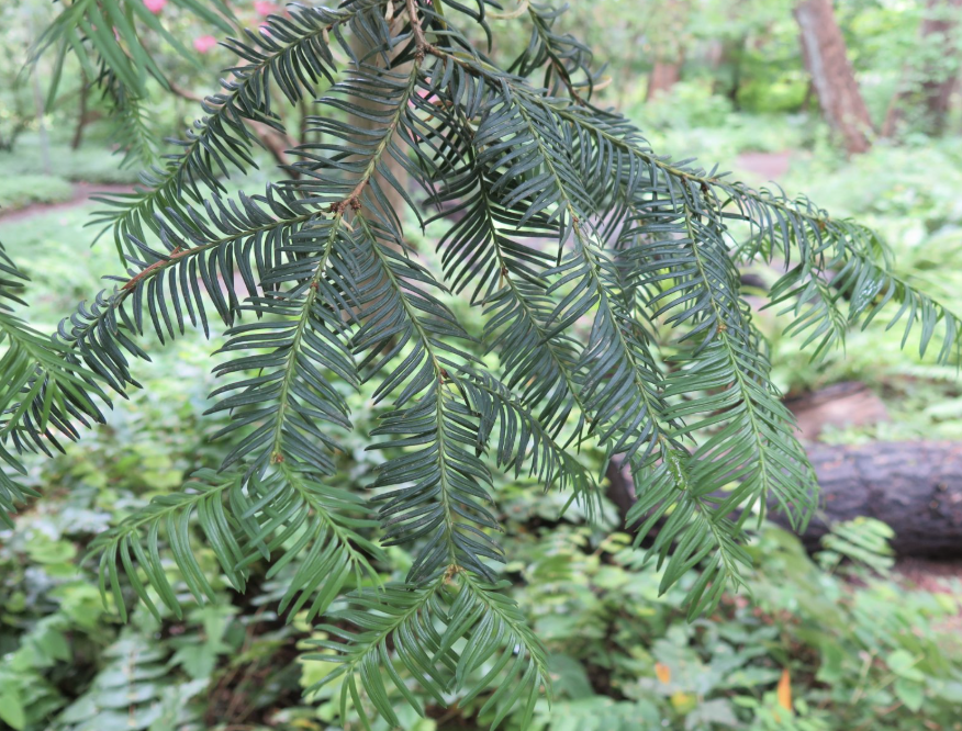 <p>leaflets on branch very distinct light green back</p>