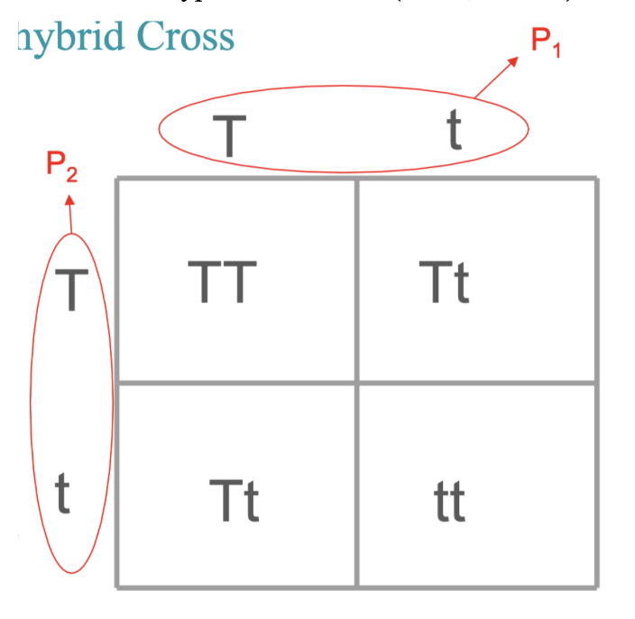 <ul><li><p>Cross of two parents </p><ul><li><p>T = tall</p></li><li><p>t = short</p><ul><li><p>Tt x Tt (parent one x parent two)</p></li></ul></li></ul></li><li><p>Genotypic Ratio => 1:2:1</p></li><li><p>Phenotypic Ratio => 3:1 (3 Tall, 1 Short)</p></li></ul><p>PICTURE DETAILS</p><ul><li><p>All 4 of these possibilities are F1</p><ul><li><p>3 F1’s could be tall bc three have dominant, 1 could be short bc two recessive</p></li></ul></li><li><p>Dominant allele is always written first</p></li></ul><p></p>