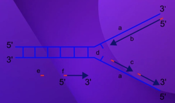 <p><span>Which letter best represents the </span><strong>replication fork</strong><span>?</span></p>